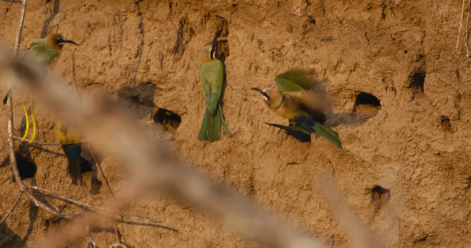 Bluecheeked Bee‐Eater perch near nests in wall of rock