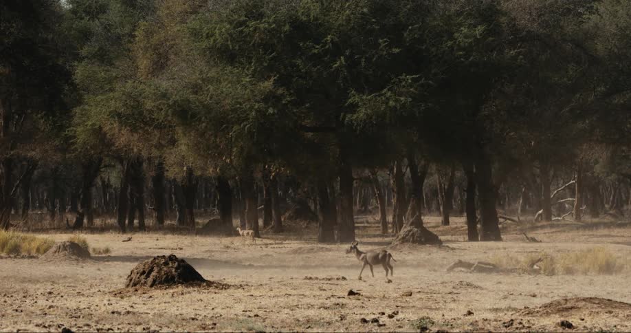 Dust blows around a few scattered antelopes near a grove of trees in the desert under the midday sun