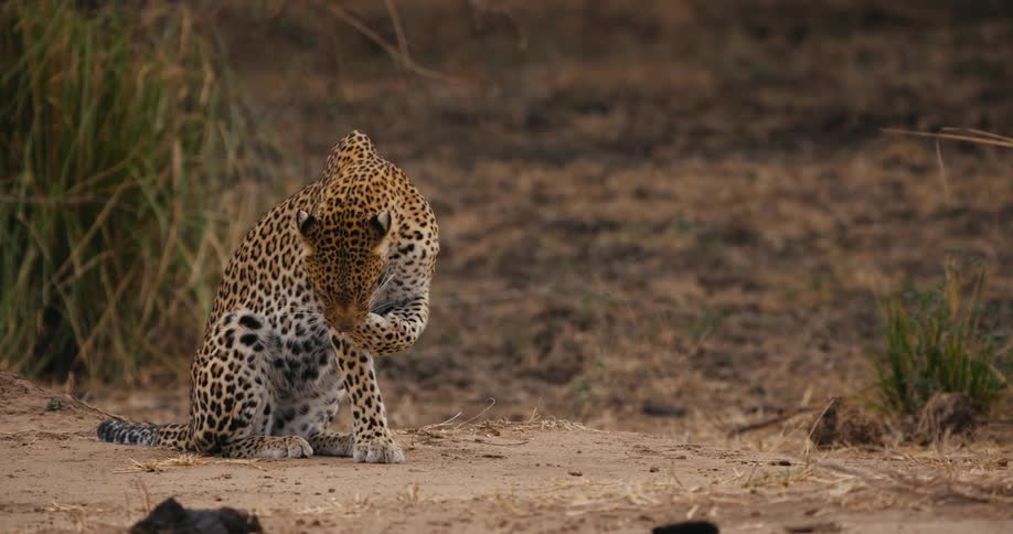 Leopard sitting and cleaning its paw in the midst of the jungle