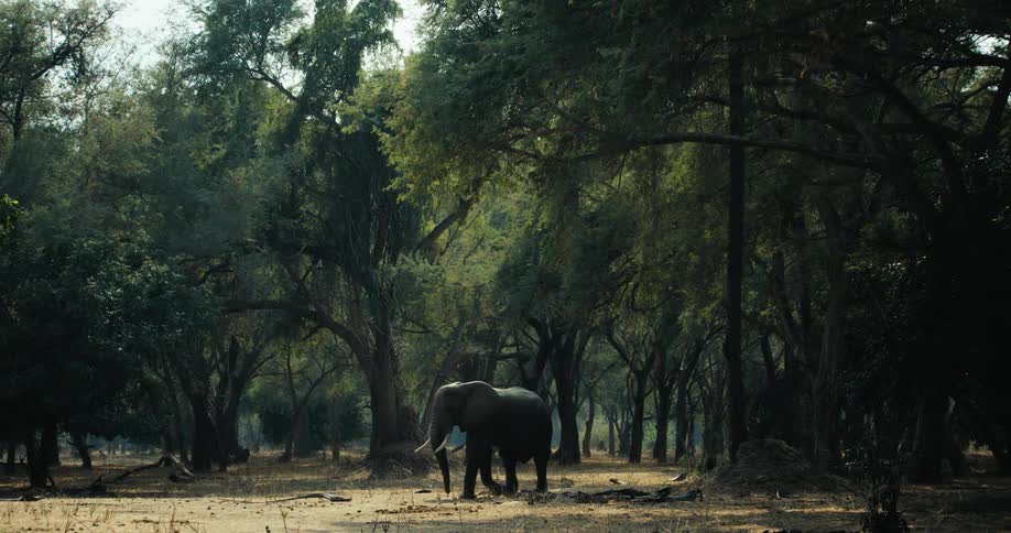 Elephant walking in the midst of nature