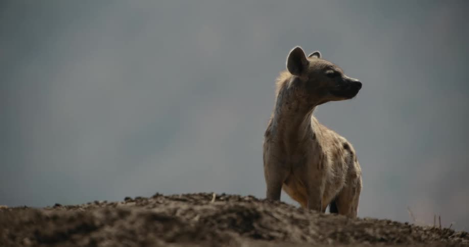 A hyena stands and looks around on a small hill