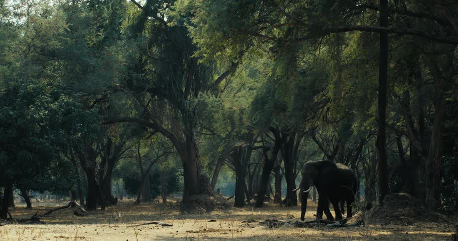 A large elephant with white tusks emerges from the edge of a grove of trees and walks towards the sunlight covered ground in a nature park