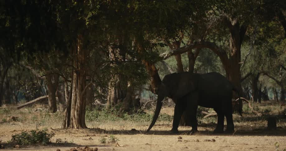 Elephant in the midst of nature