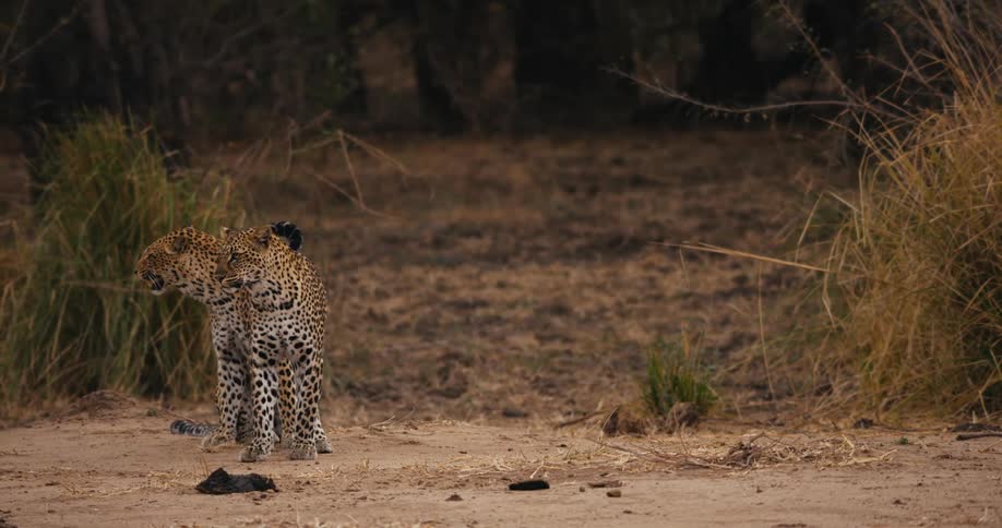 Leopards sitting during the day