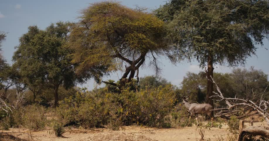 An african Greater kudu walks in the plains