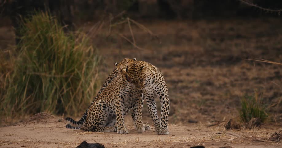 Two leopards rub their necks together showing each other affection by one wrapping its tail around the other at dusk in a grasslands area