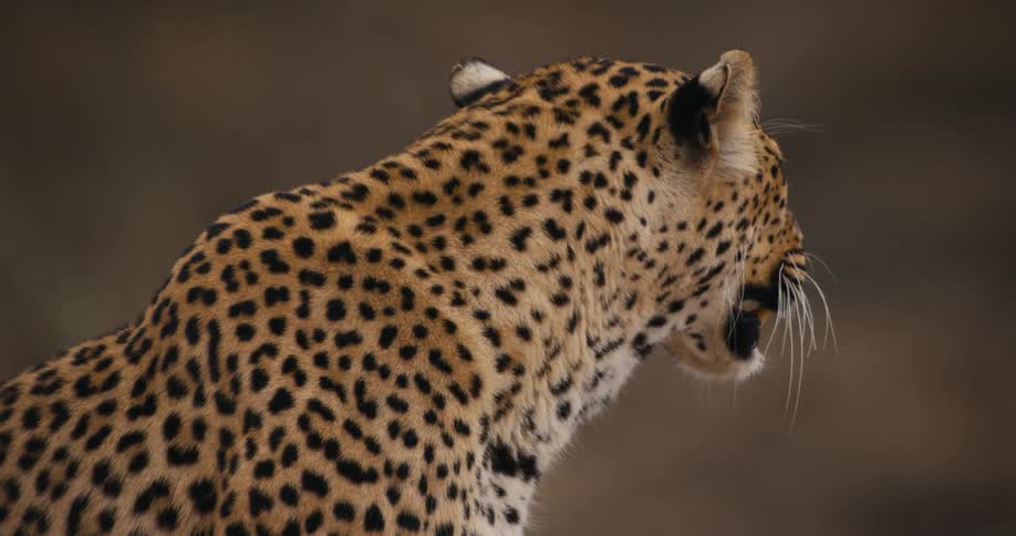 A leopard roaring in the forest during the cloudy day