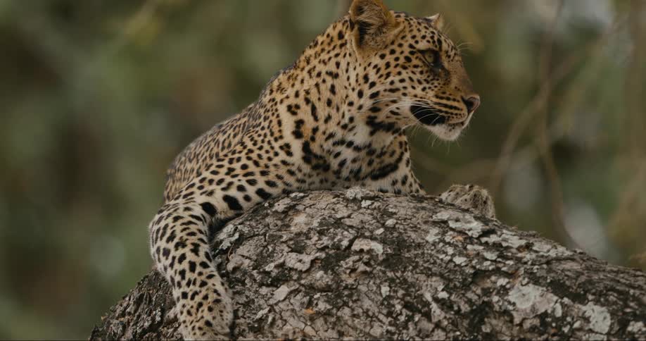A leopard lying on the trunk of a fallen tree in the jungle
