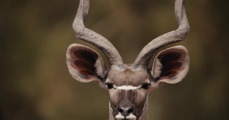 An african greater kudu stands still outdoors during the daytime