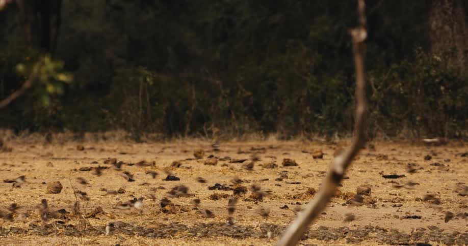 Birds walking on the ground and then flying in a flock