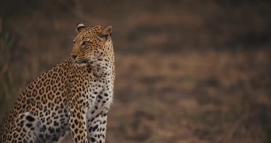 Leopard sits upright gazing around and licks its nose