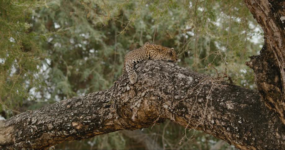 A leopard sleeping on a tree trunk during the day in the forest