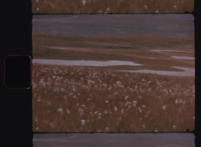 The wind blows the flowers on the field