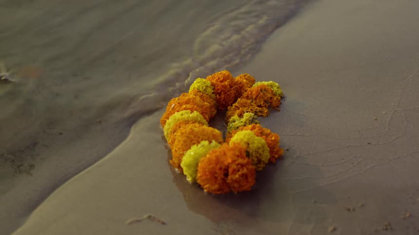 A flower laying by the water bank