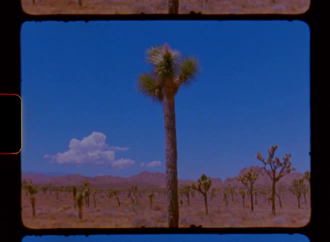 A huge plant in a desert with a very blue sky