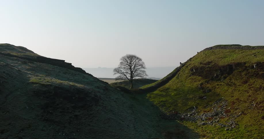 A clip of a green hill and a tree in between