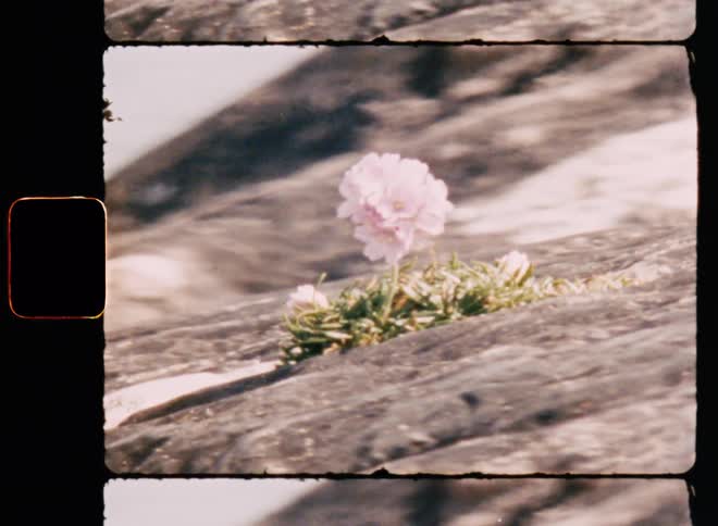 A flower swaying in the wind on a rock