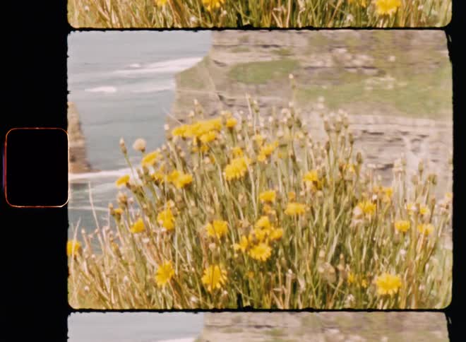 Flowers in a field on a sunny day
