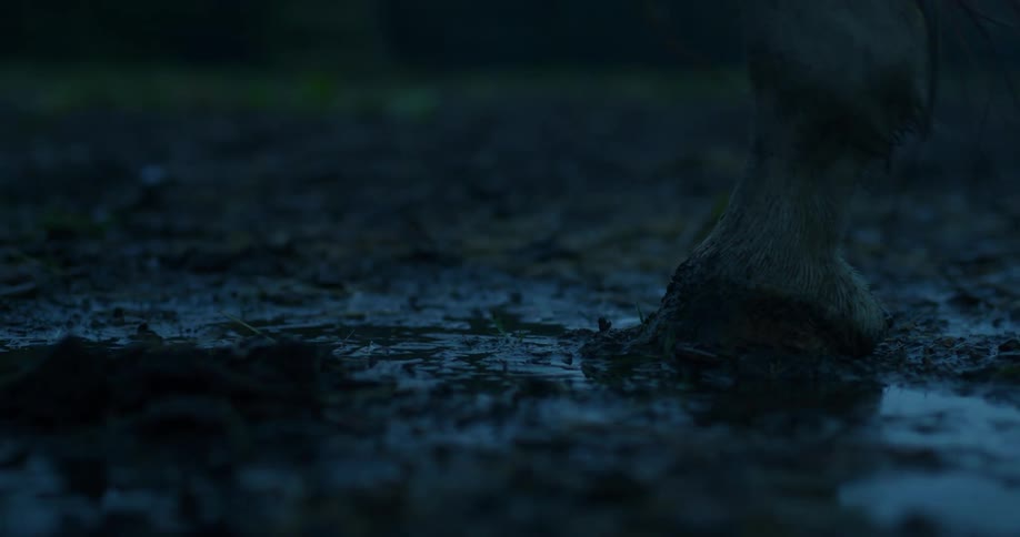 Closeup of horses hooves walking through puddle while it rains