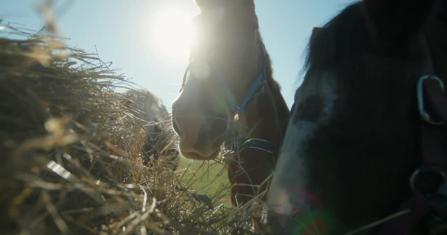Horses eat outdoors in a pasture during the day