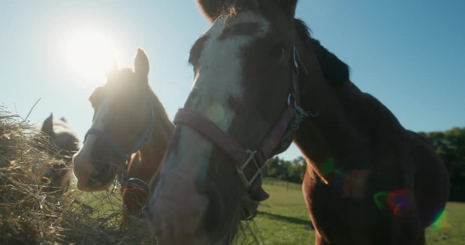 Horses graze and eat hay while standing in pasture on a sunny day