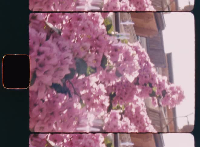 Several flowers of a plant with pink petals being illuminated by sunlight