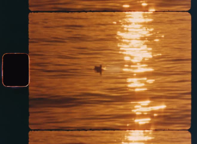 A duck swimming in the pond during sunset