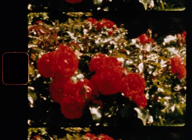 Roses on a tree in a garden