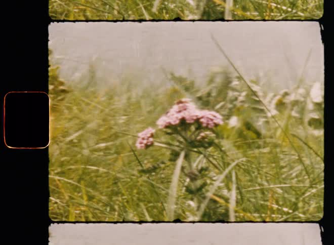 Closeup of a flower in the midst of a field by the sea