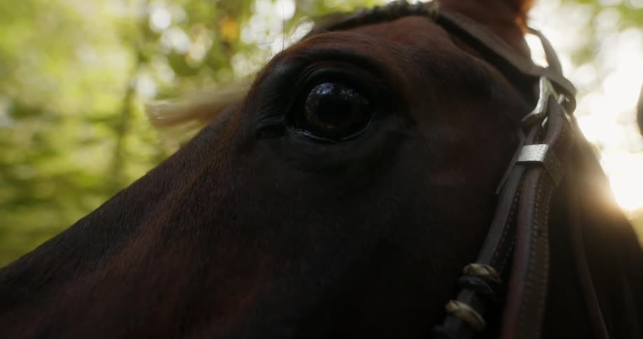 Closeup of a horses eye in the forest outdoors