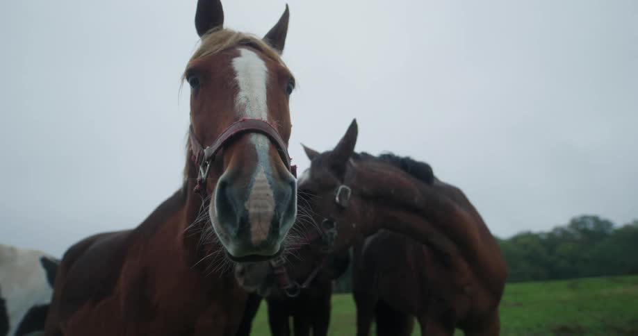 Adult and calf horses in an open field