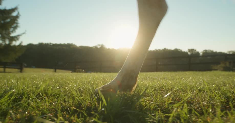 Closeup on the legs of a horse passing through a pasture in the morning sky
