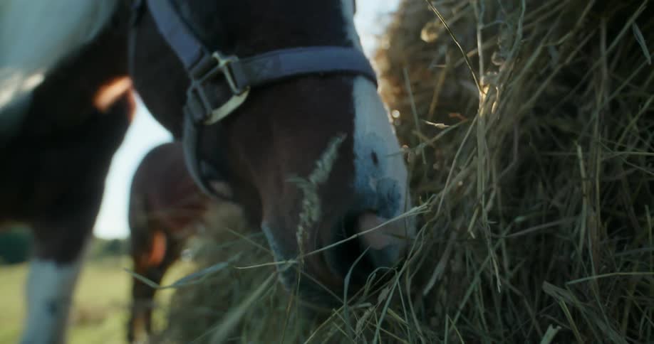 Horses grazing on hay in a large open field during a sunny day
