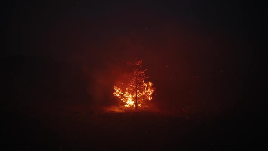 A raging fire quickly engulfs a burning tree located outside at night