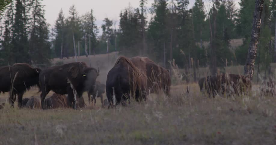 A herd of buffaloes fighting in the pasture
