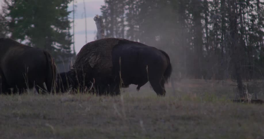 A buffalo rolls around on the ground