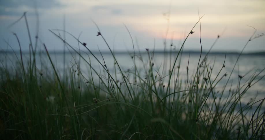 Small branches of plants moving with the wind and behind there is a sea