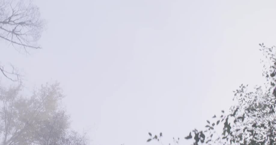 Ground perspective up of tree top siluettes against a bright white hazy sky
