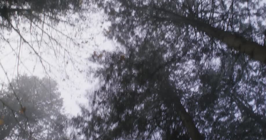 A path full of trees on the sides and a white sky