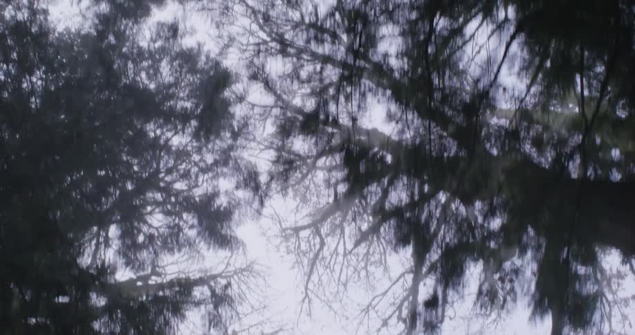 Upward view of cloudy sky and trees in a forest
