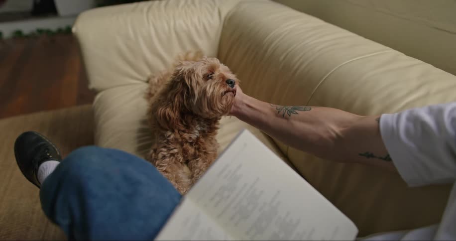 A man petting his dog lying on the sofa