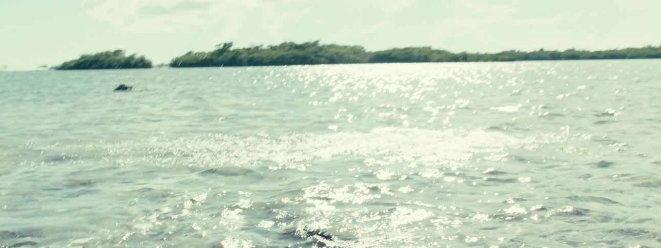 A marine animal swimming in shallow water in an ocean