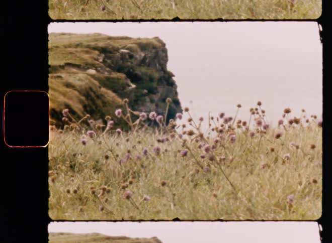 Flowery meadow on top of a mountain on a sunny day