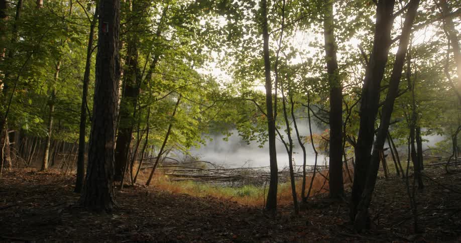 A serene landscape of a green forest enveloped in a gentle layer of fog