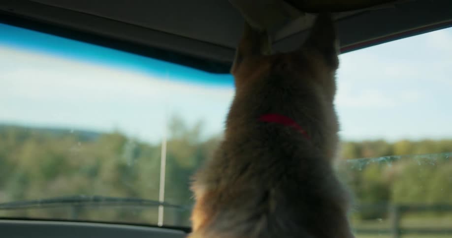 Dog sits in front seat of truck moving through rural countryside