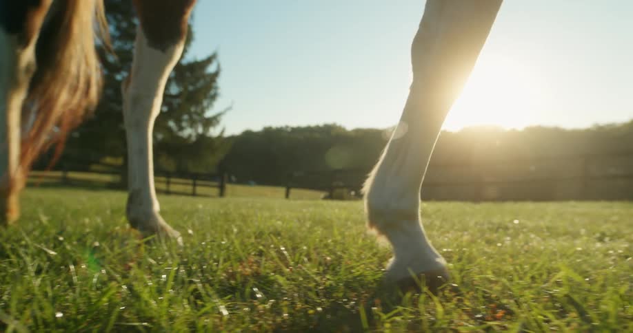 The horse walks by on the ranch