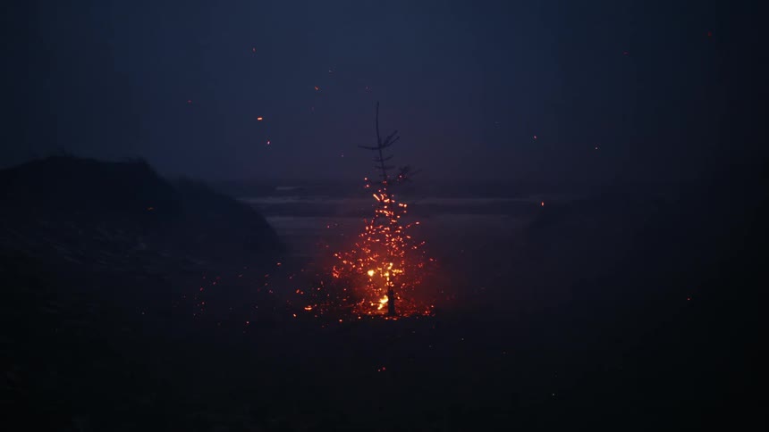 A single tree outdoors burns at night as it releases embers into the air