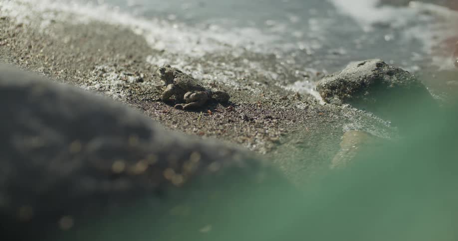 Frog feeding on wet beach sand next to the sea