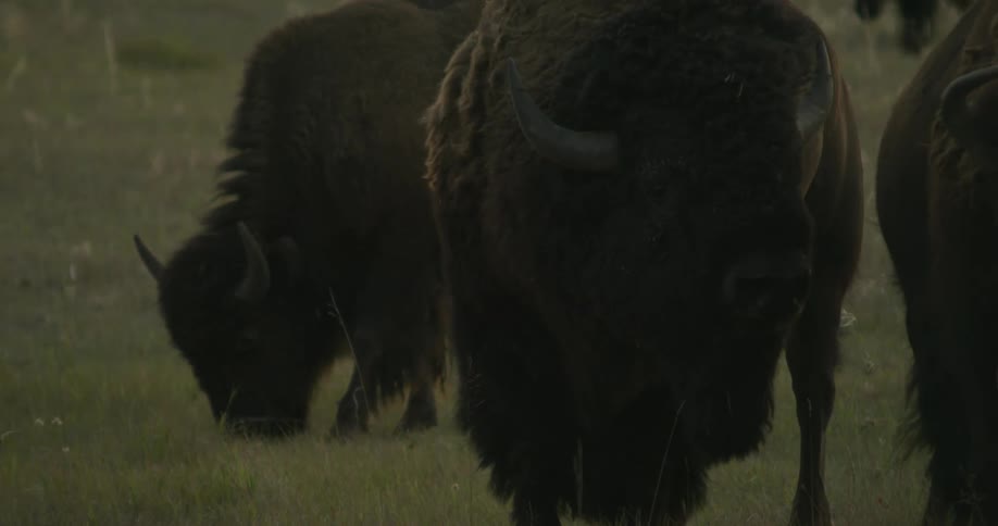 Buffaloes in a field grazing on grass