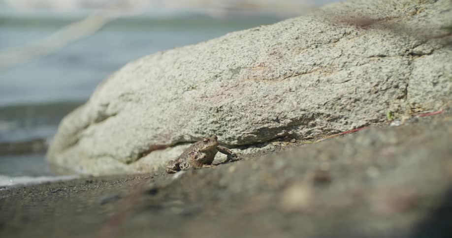 A frog tries to catch a bug in the sand beside a body of water